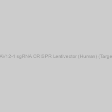 Image of TRAV12-1 sgRNA CRISPR Lentivector (Human) (Target 2)